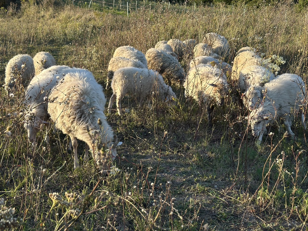 placeholder image sq