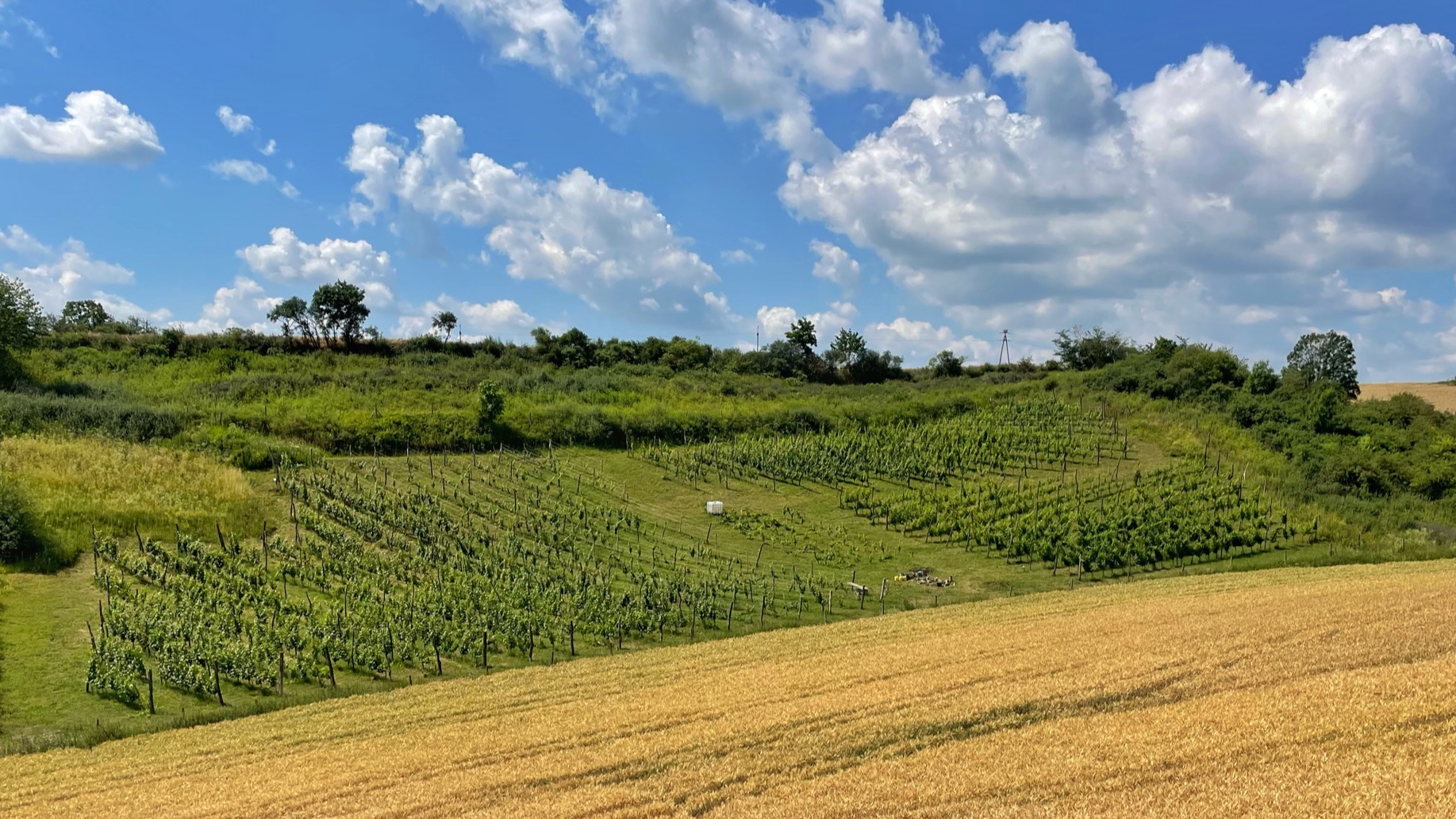 9CFC18EC FCA8-4AFC-97C6-B710E7CE4553_1_105_c.jpeg