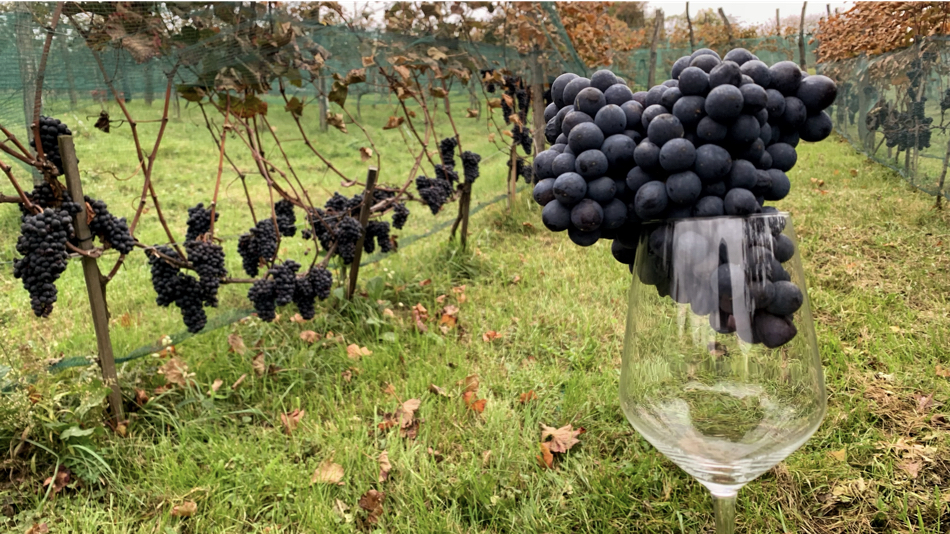 593BBFA4 00BC-4383-87F6-F4A4B9B04664_1_201_a.jpeg